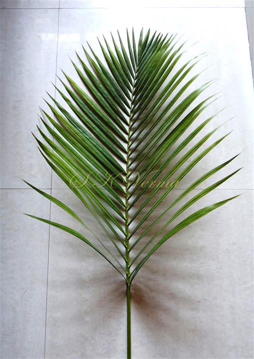  Leaf